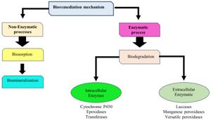 Unraveling Anthracene Toxicity: Fungal Solutions For Pollution