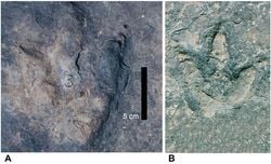 Atlantik Okyanusu’nun Karşı Kıyılarında Eşleşen Dinozor Ayak İzleri Bulundu.