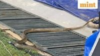 Snake on a field: Reptile greets Harmanpreet & co during practice ahead of World Cup match vs Pakistan | Mint