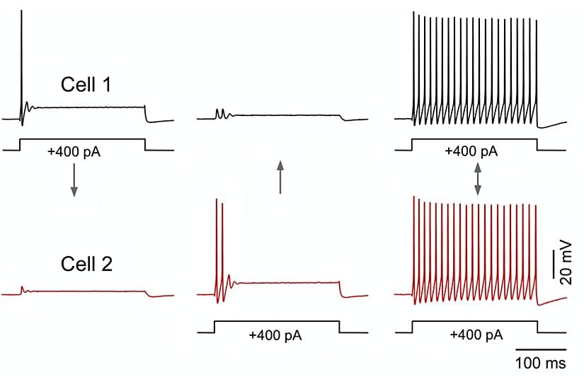 Simültane uyarım membran direncini artırarak eksitabiliteyi artırır.