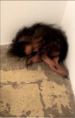 Görseldeki canlının türü nedir?