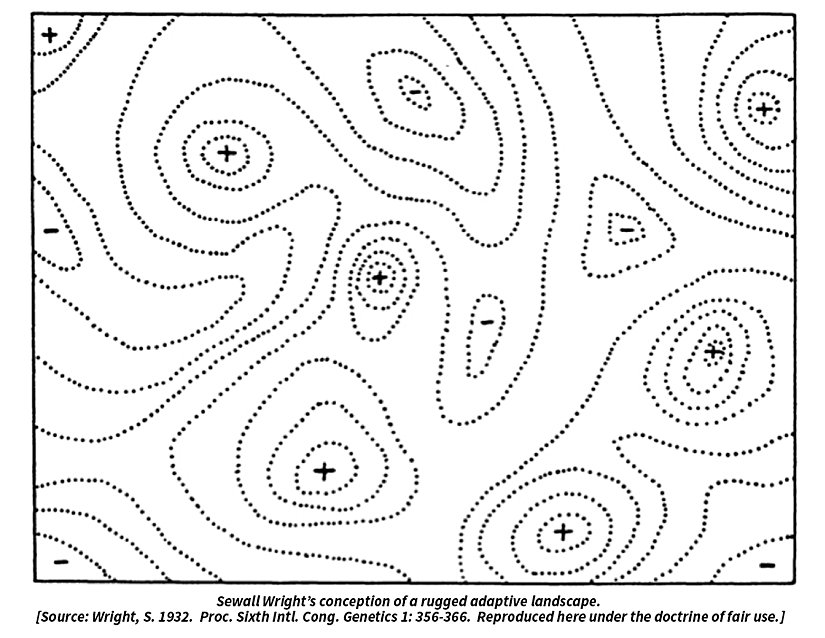 Sewall Wright'ın inişli çıkışlı adaptif manzarası.
