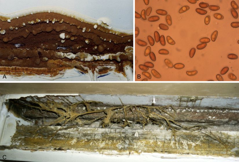 Serpula lacrymans'in A) bitkilerdeki meyve gövdesi ile analog benzerlik gösterir ve temelde çok sayıda üreme organı barındırır. B) Sporları C) Rizomorf yapısı