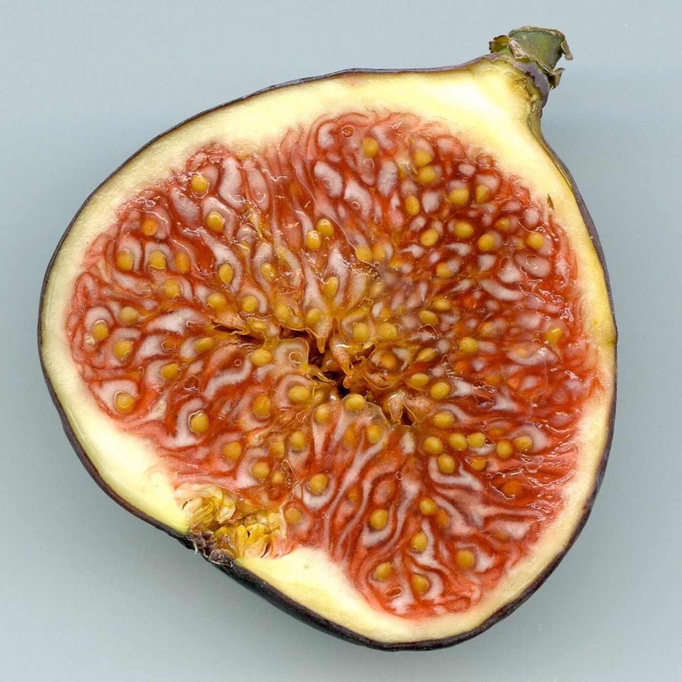 İncir Arıları ve İncir Meyvelerinin Karşılıklı Evrimi: Yediğimiz İncirler İçinde Ölen Arılar!