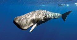 İspermeçet balinasının neden kafası diğer balinalara göre daha büyüktür?