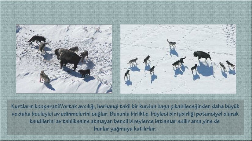 Ortak avcılık - işbirliği