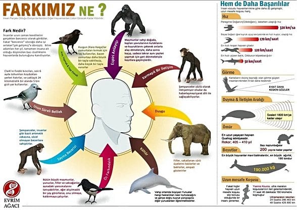 İnsan ve Diğer Hayvanların Özelliklerinin Kıyası