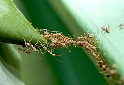 Mikro boyutta robotların otomasyon ve sürü halinde kullanımı hakkında bilimsel bir çalışma var mı?