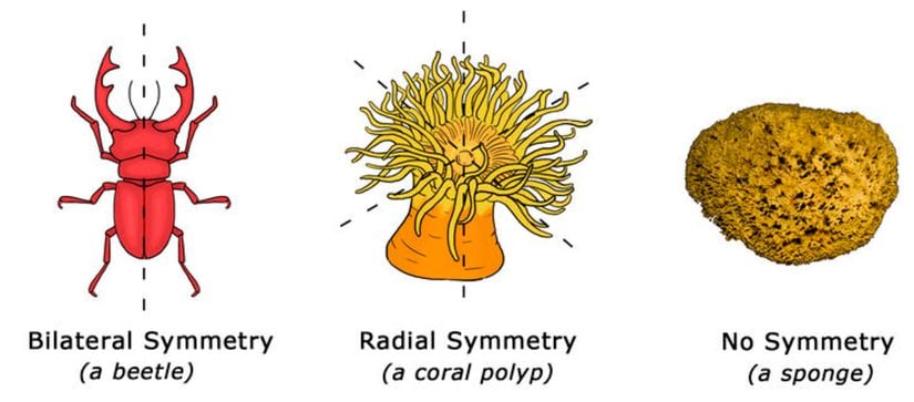 Omurgasızlarda Simetri. Süngerlerde simetri yoktur. İlk olarak radyal simetri evrimleşmiştir. Bunu bilateral simetri takip etmiştir.