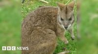 Wallaby missing after being spooked by firework display