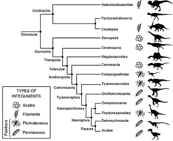 Kuşların akrabalık ilişkilerini gösteren dinozor kladogramı ve tüylerin evrimi