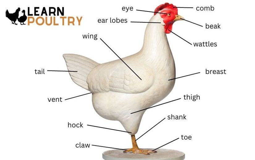 tavuk dış anatomisi