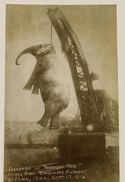 İdam edilen ilk fil: Mary