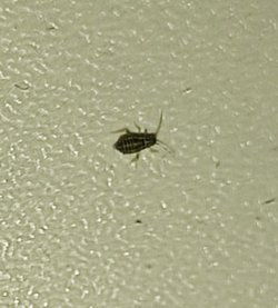 Kaynak bulamadım. Bu canlı nedir?