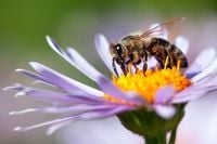 Scientists invent ‘superfood’ they hope will save honeybees