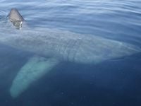 Riesenhai vor Kroatiens Küste gefilmt