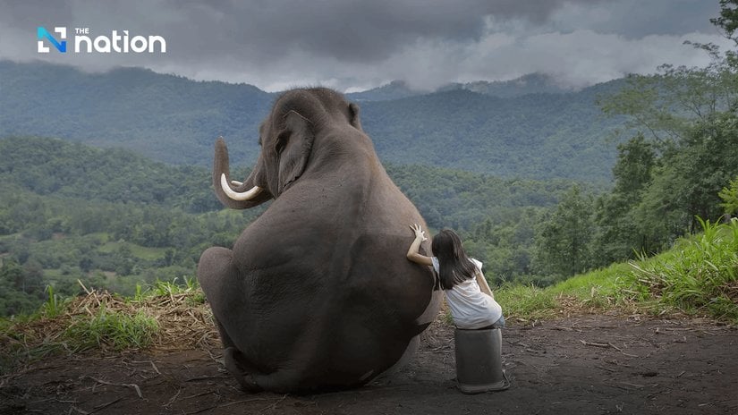 Bir fil, bir insandan çok daha büyüktür.