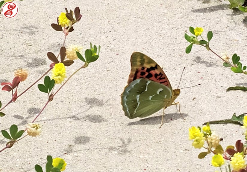 Yetişkin birey, Kırklareli.