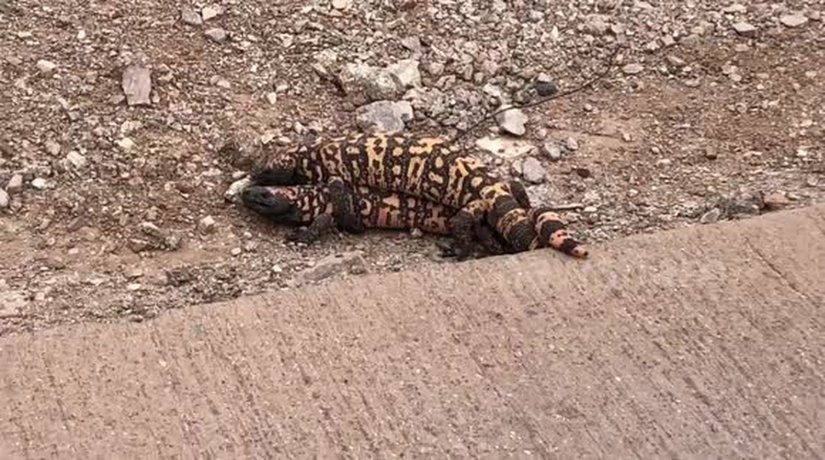 Çiftleşme davranışlarını gösteren nadir fotoğraflardan biri.