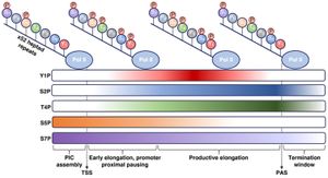 Nuclear ANLN Regulates RNA Polymerase II Clustering And Gene Expression