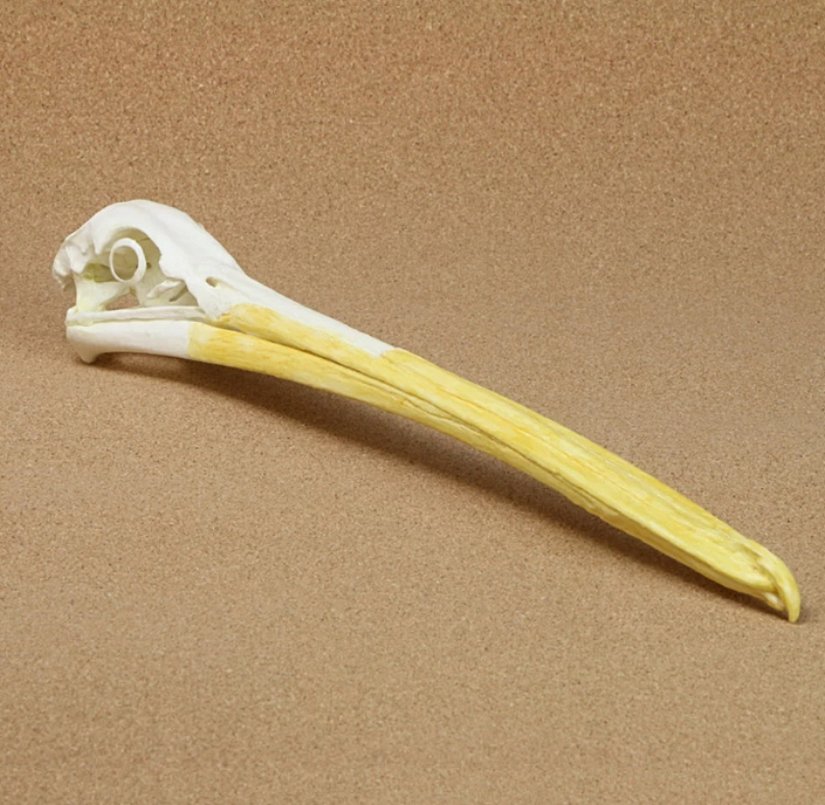 Amerikan ak pelikanı kafatası replikası.