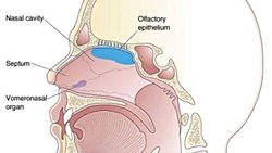 Körelmiş Jacobson Organı Nedir?