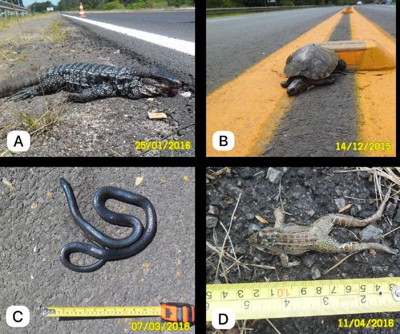 Yol kaynaklı hayvan ölümleri: Salvator merianae (A), Trachemys dorbigni (B), Boiruna maculata (C), (Leptodactylus sp.) (D)