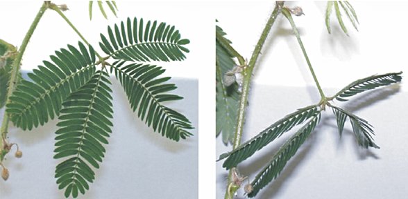 Küstüm Otu ve dokunulduğunda tepkisi.