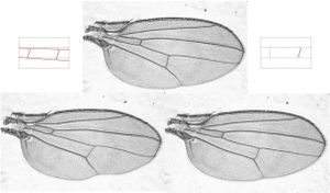 New Insights Into Tissue Shear's Role In Drosophila Wing Development