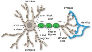 New Insights Into Neurons Through Soliton Theory Applications