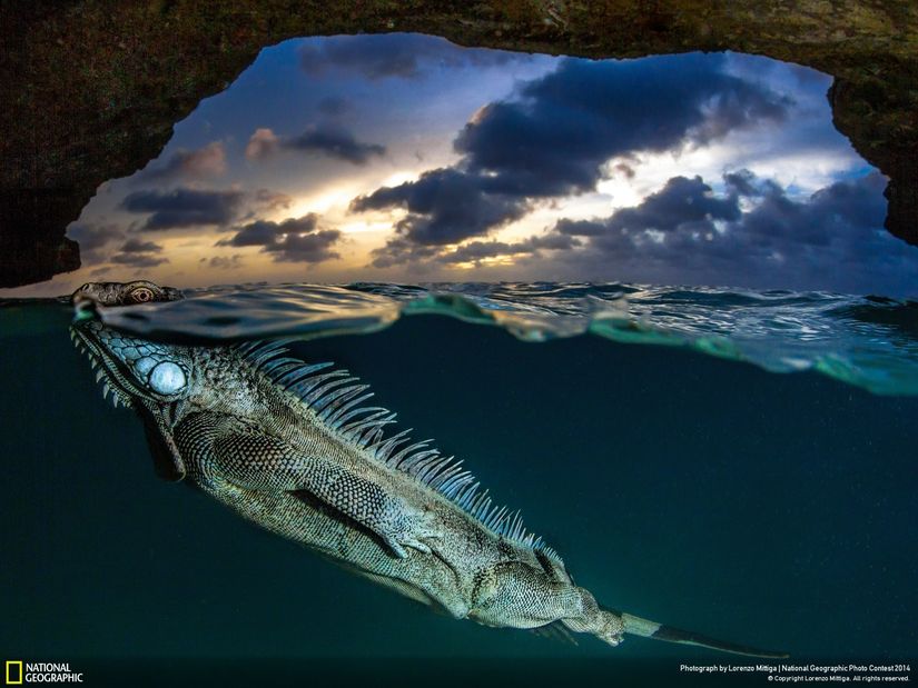 Fotoğrafı çelen Lorenzo Mittiga ise karşılaşmayı şöyle anlatıyor: Böyle bir şeyi hiç beklemiyordum. Bonaire'de yarı suya batık şekilde gün batımının fotoğraflarını çekmeye çalışıyordum. O anda bu yeşil iguana bulunduğum yere doğru geldi ve meraklı meraklı bakınmaya başladı. Kameramın hemen önünde, kısa bir nefes molası vermek için durdu ve bu kareyi yakaladım.