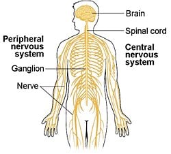 Çevresel sinir sistemi Merkezi sinir sistemindeki sinir hücrelerinin uzantıları mı?