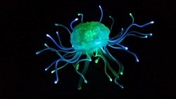 Işık, Beynimiz İçin Neden Önemli?