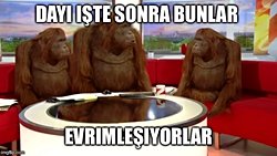 Maymuna Nasıl Ortak Atadan Geldiğimizi Açıklaya Biliriz?