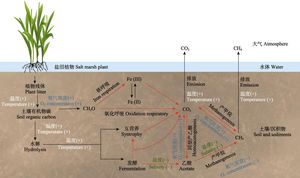 Temperature Seasonality Significantly Affects Organic Carbon Burial Dynamics