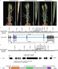 Genomic structural variation in an alpha/beta hydrolase triggers hybrid necrosis in wheat - Nature Communications