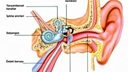 Kulağın Kısımları Nelerdir? İştime Olayı Nasıl Gerçekleşir? Kulak Hastalıkları Nelerdir ve Tedavileri Nelerdir?