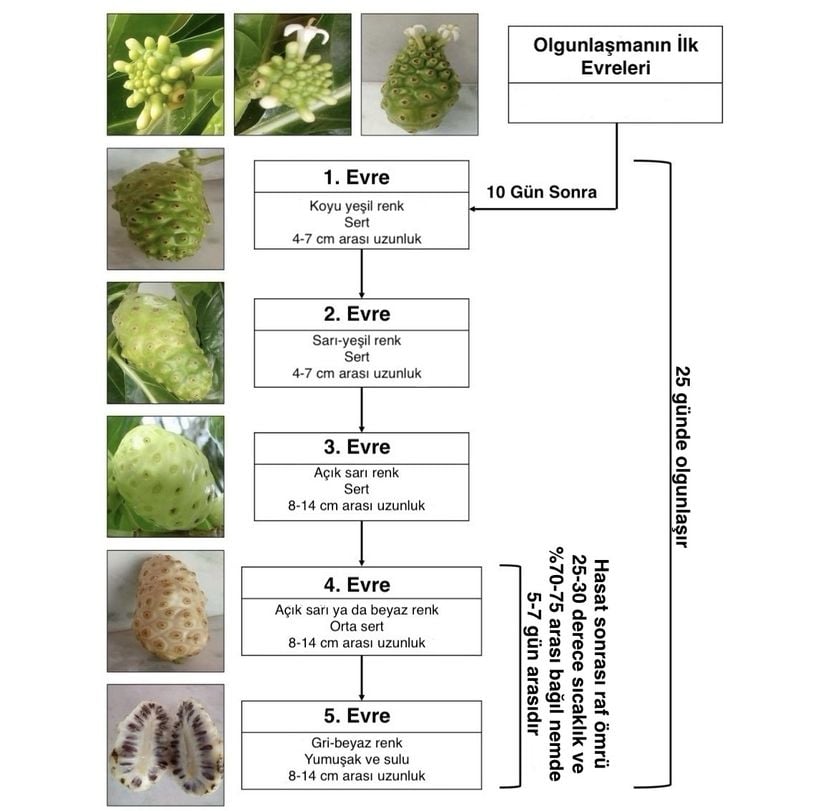 Noni meyvesinin gelişiminin 5 farklı evresi gösterilmiştir.