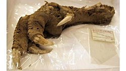 Harika Bir Şekilde Korunmuş Moa Ayağı Fosili...