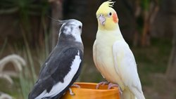 İnsan, Hayvan ve Ötesi