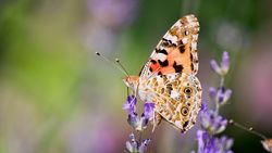 Diken kelebeği (Vanessa cardui)