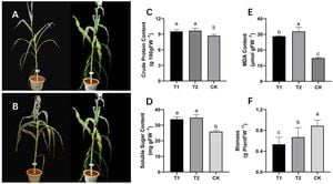 Graphene Oxide Boosts Maize Seedling Growth And Photosynthesis