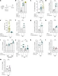 Sublethal systemic LPS in mice enables gut-luminal pathogens to bloom through oxygen species-mediated microbiota inhibition - Nature Communications