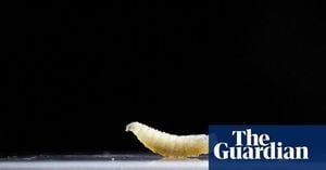 First Human Case Of Flesh Eating Parasite Confirmed In US