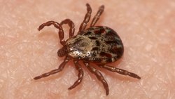 Haller Organı Nedir? Keneler, Konaklarının Kokusunu Nasıl Alır?