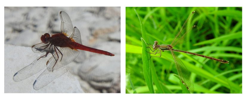Yusufçuk ve kızböceklerinin vücut yapısı bakımından karşılaştırılması