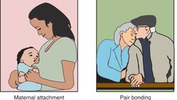 Oksitosin Hormonunun  Sosyal Davranışa Etkisi Var Mı ?