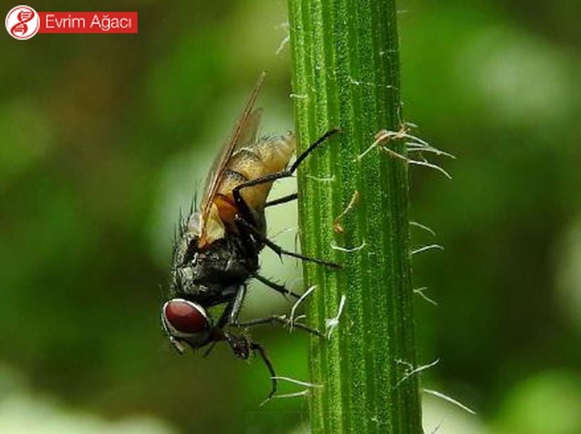 Karasinek (Musca domestica) dinlenme pozisyonu yandan görünümü, Sakarya.