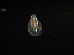 Deniz Cevizleri de Yaşlanmayı Tersine Çevirebiliyor!