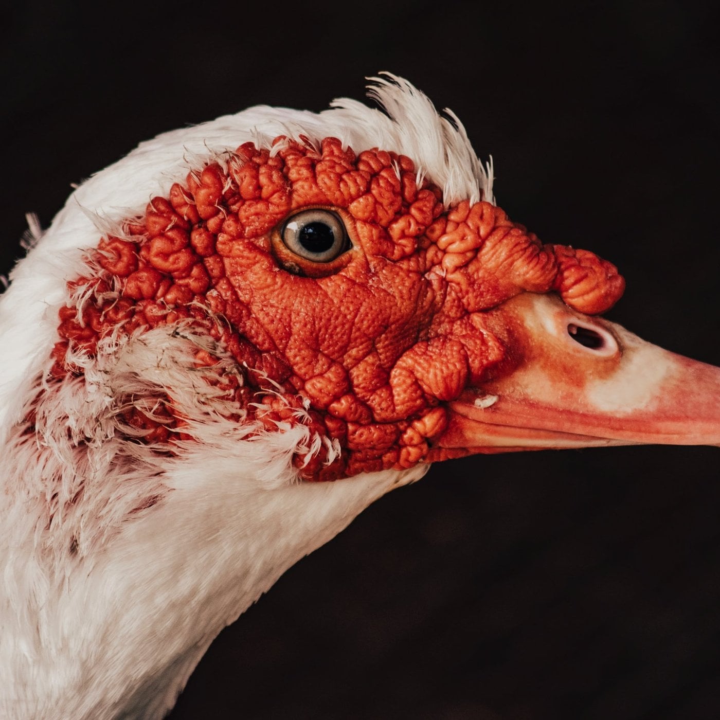 Evrim Ağacı ile Bilime Dair Her Şey!